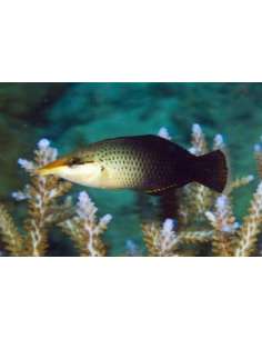 Brown Bird Wrasse (hembra)... 2