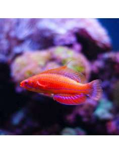 Carpenter'S Flesher Wrasse... 2