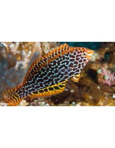 Leopard Wrasse (Macropharyngodon...