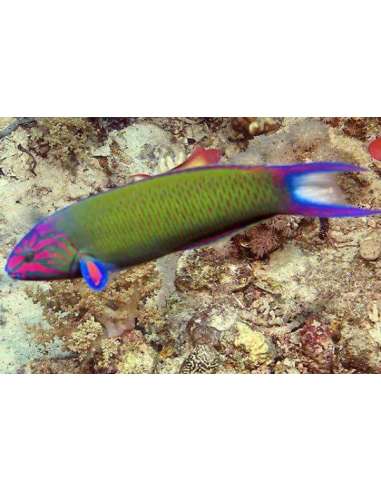 Lyretail Wrasse  (Thalasoma lunare)