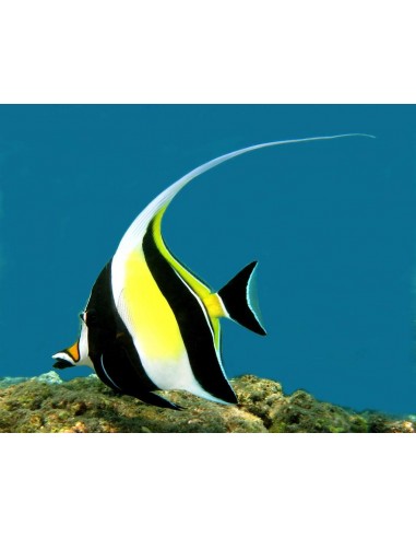 Moorish Idol (Zanclus cornutus)