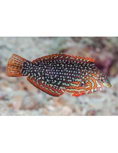 Ornate Leopard Wrasse...