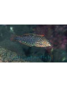 Ornate Leopard Wrasse... 2