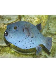 Blue Dog Face Puffer...