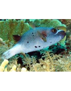 Blue Dog Face Puffer... 2