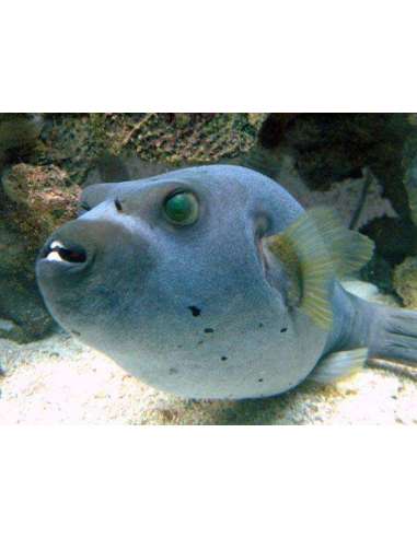 Blue Dog Face Puffer(Arothron...