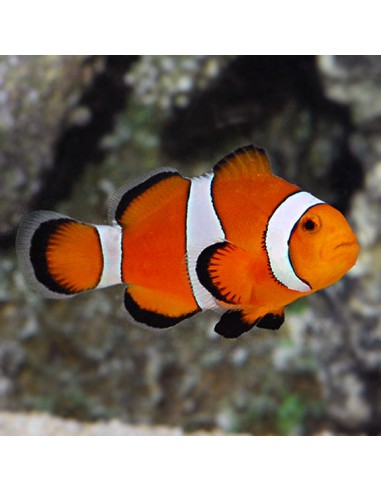 Orange ocellaris Clownfish...