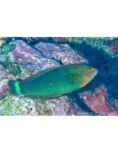 Splendid Rainbow Wrasse (Halichoeres...