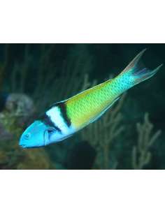 Bluehead Wrasse (Thalassoma...