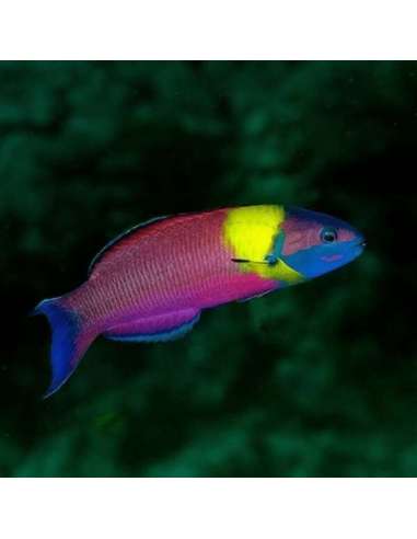 Paddlefin Wrasse (Thalassoma Lucasanum)