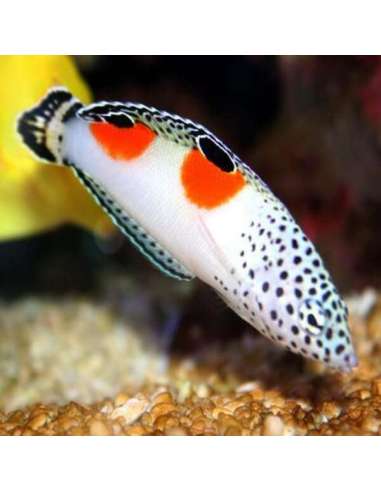 Twinspot Wrasse (Coris Aygula)