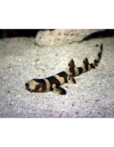 Bamboo Shark  (Chiloscyllium Punctatum )