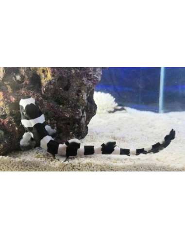 Bamboo Shark (Chiloscyllium Punctatum)