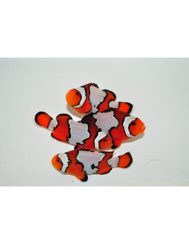 Snowflake(Amphiprion Ocellaris)