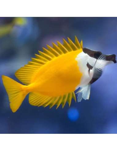 Foxface Rabbitfish (Lo Vulpinus)