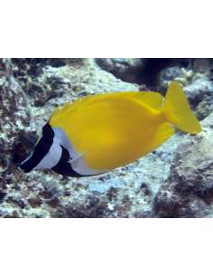 Foxface Rabbitfish (Lo... 2