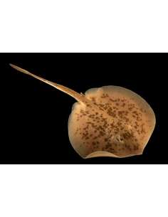 Cortez/Tan Stringray -...