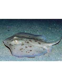 Cortez/Tan Stringray -... 2