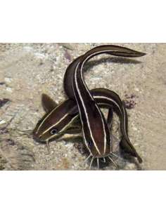 Catfish (Plotosus Lineatus)