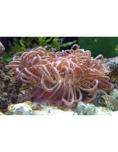 Anemone L.T.(Macrodactyla Doreensis)