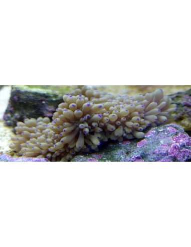 Anemone Seabae White (Heteractis Malu)