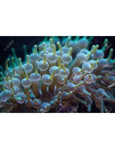 Bubble Tip Anemone Green Metallic (L)...