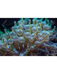 Bubble Tip Anemone Green... 2