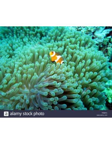 Coloured Anemone (Radianthus...