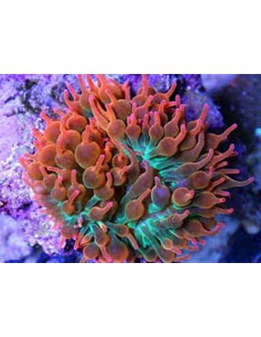 Anemone Rose Bubble (Entacmaea...