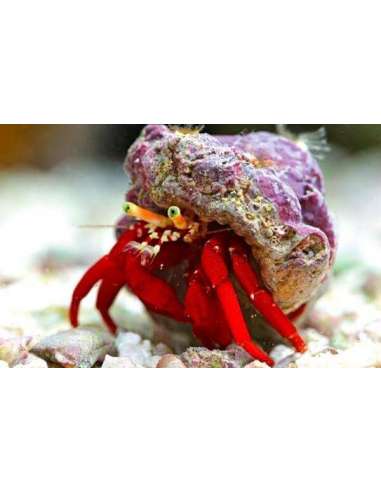 Red Reef Hermit (Clibanarius Tricolor)