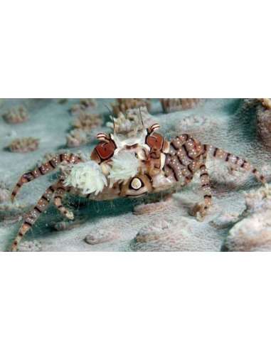 Pom Pom Crab (Lybia Tessellata)