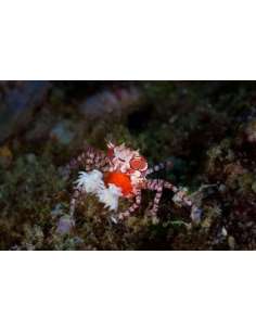 Pom Pom Crab (Lybia... 2