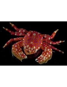 Porcelain Crab (Porcellana...