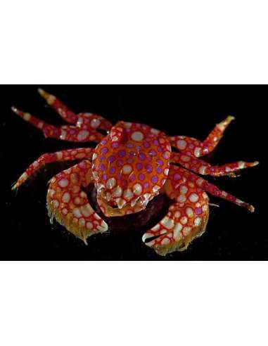 Porcelain Crab (Porcellana Sayana)
