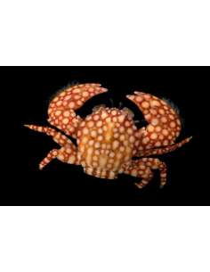 Porcelain Crab (Porcellana... 2
