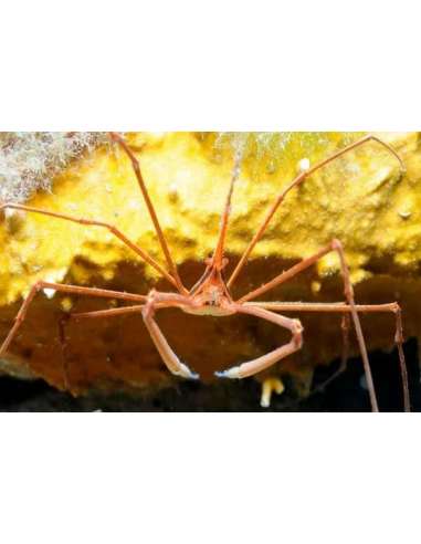 Arrow Crab(Stenorhynchus Seticornis)