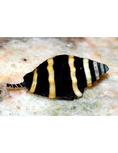 Bumble Bee Snail (Engina...