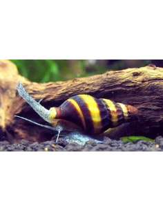 Bumble Bee Snail (Engina... 2