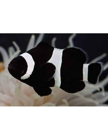 Black Ocellaris Clownfish (Amphiprion...