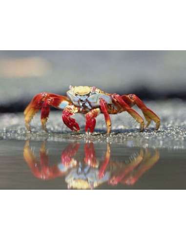 Sally lightfoot Crab