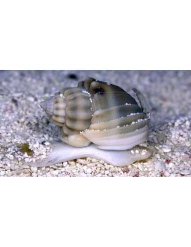 Nassarius (Nassarius Sp)