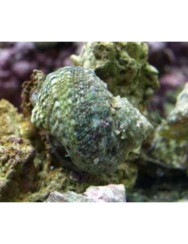 Turbo Snail (Tectus Fenestratus)