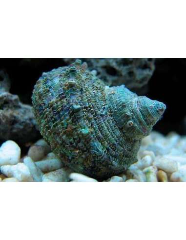 Mexican Turbo Snail (Turbo Fluctuosa)