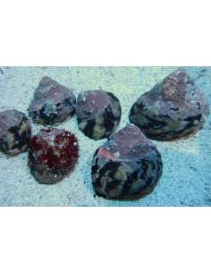 Mexican Turbo Snail (Turbo... 2