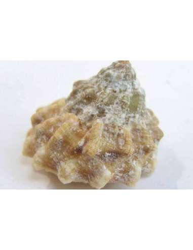 Astrea Snail (Lithopoma Spp)