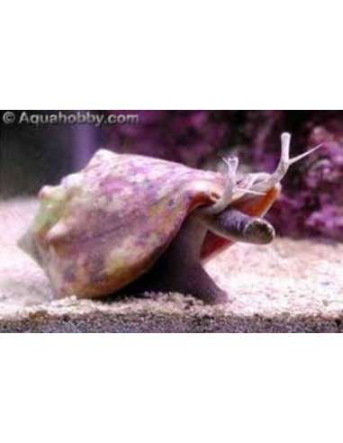 Fighting Conch (Strombus Alatus)
