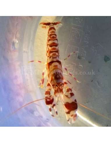 Tiger Pistol Shrimp (Alpheus Bellulus)