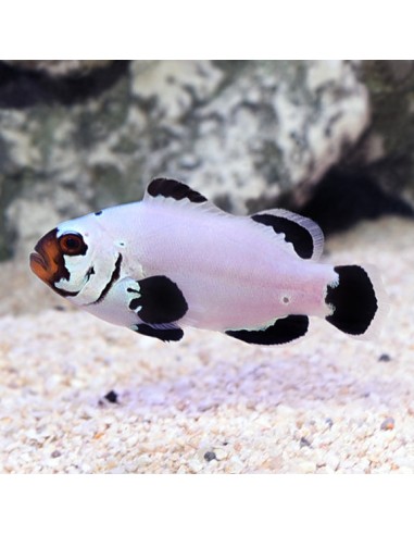 Black Frostbite Clownfish (Amphiprion...