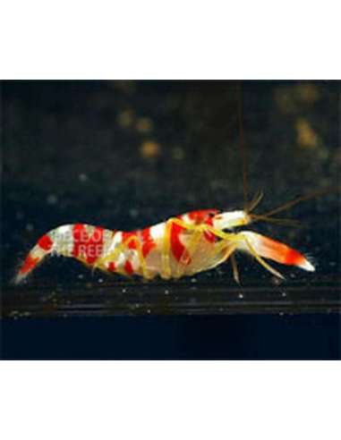 Randalli Pistol Shrimp (Alpheus...