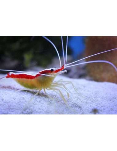 Camaron Limpiador (Lysmata Amboiensis)